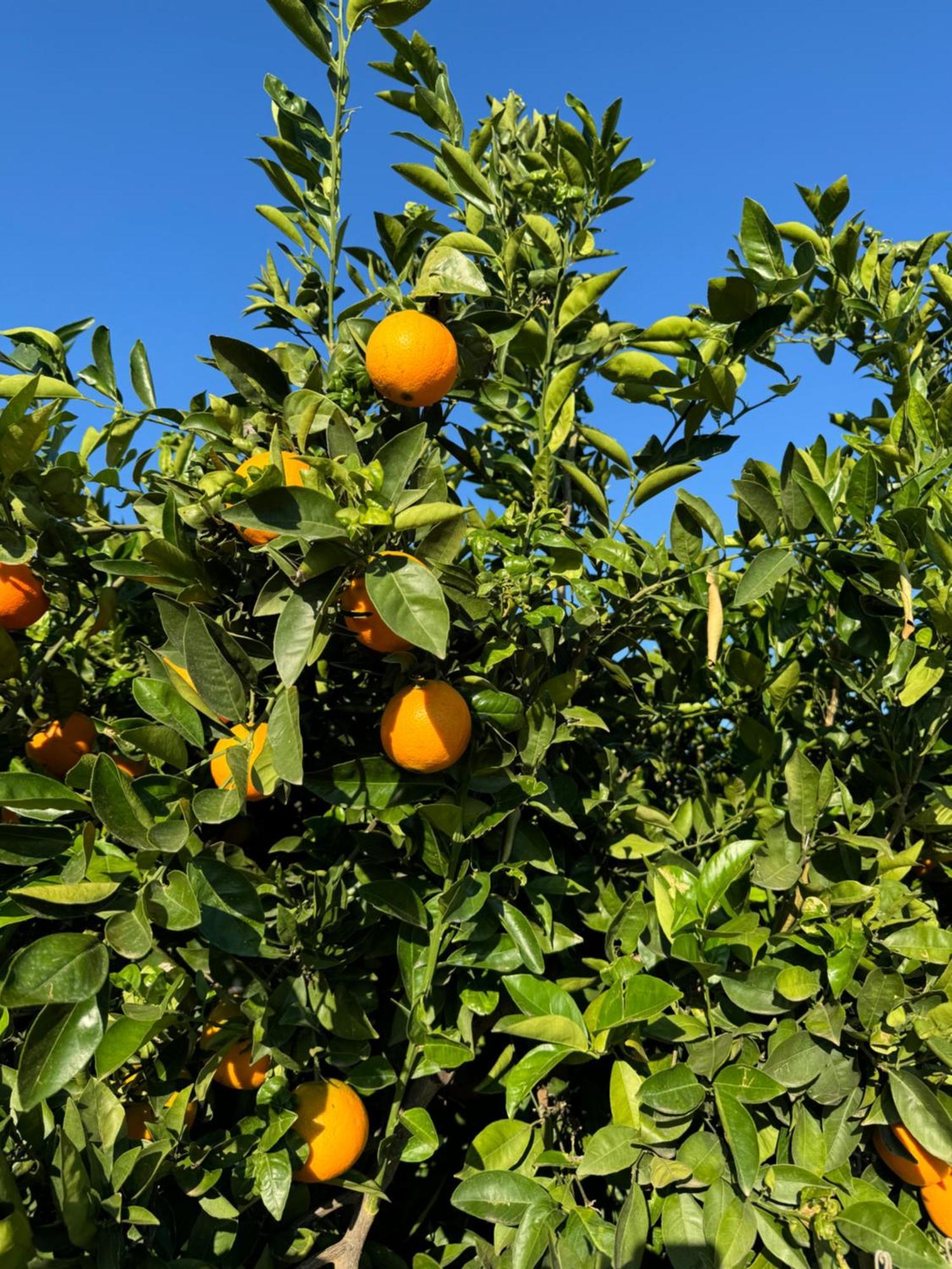 Finca Malata Turís Eksteriør bilde
